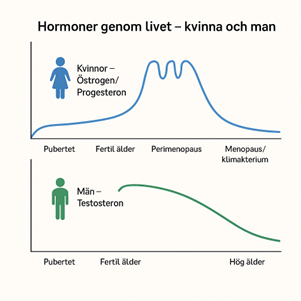 Hormoner genom livet, man och kvinna